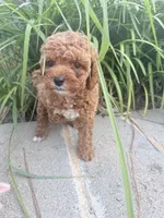 Rose , a female Miniature Goldendoodle for sale in Atlanta, GA – 4 of 9