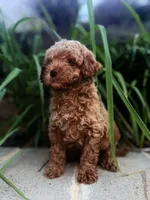 Clover , a male Miniature Goldendoodle for sale in Atlanta, GA – 7 of 9