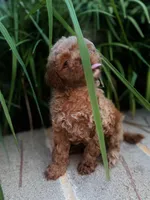 Clover , a male Miniature Goldendoodle for sale in Atlanta, GA – 6 of 9