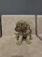 Johnny walker, a male Miniature Goldendoodle for sale in Atlanta, GA – 2 of 3