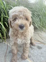 Pearl , a female Miniature Goldendoodle for sale in Atlanta, GA – 1 of 8