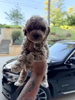 Anchor , a male Miniature Goldendoodle for sale in Atlanta, GA – 4 of 6