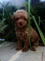 Clover , a male Miniature Goldendoodle for sale in Atlanta, GA – 3 of 9