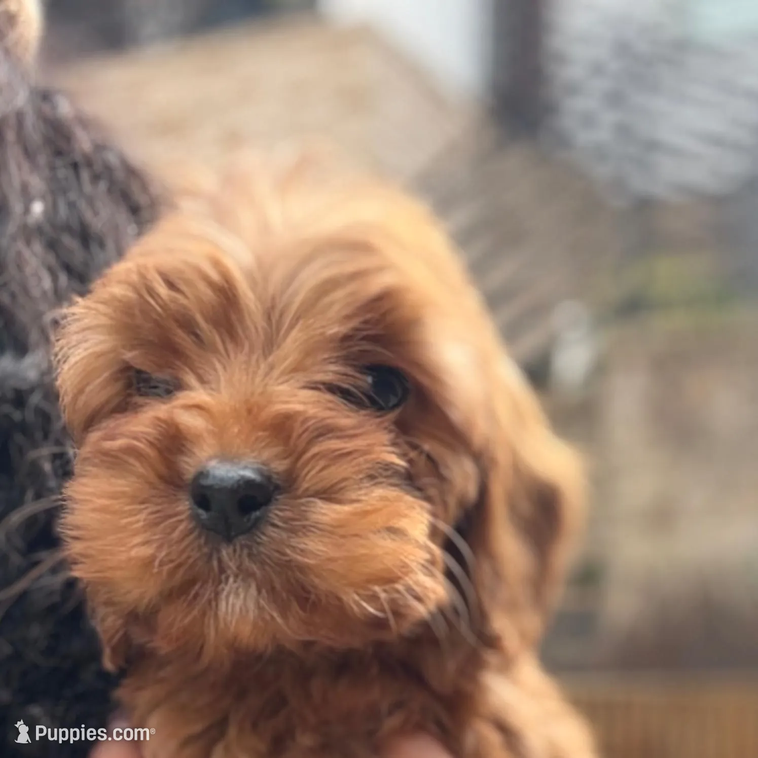 Maddie , a female Miniature Goldendoodle for sale in Atlanta, GA – Photo 2 of 3