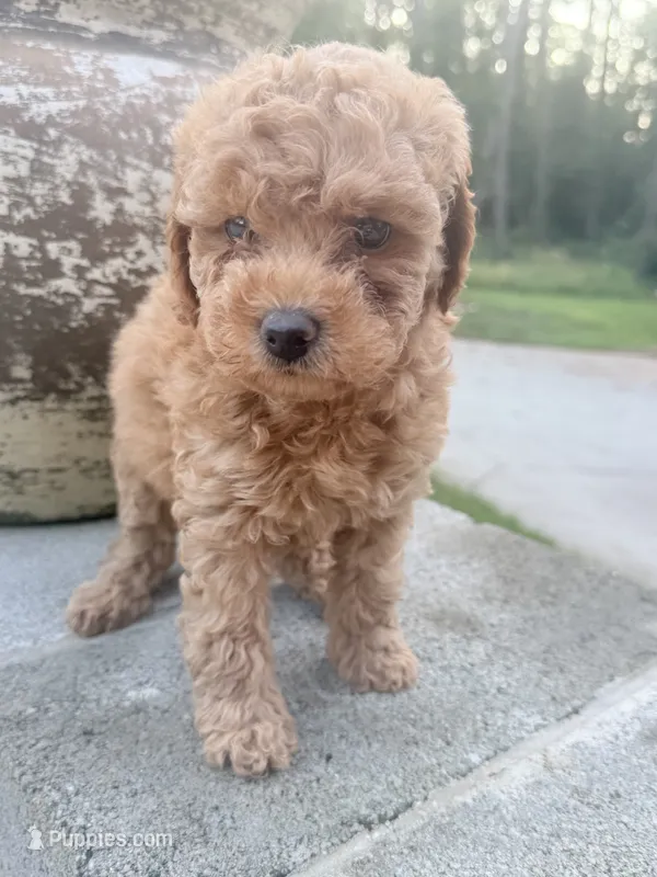 Oakley  – Miniature Goldendoodle puppy for sale in Atlanta, GA