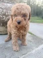 Oakley , a male Miniature Goldendoodle for sale in Atlanta, GA – 1 of 6