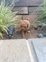 Rose , a female Miniature Goldendoodle for sale in Atlanta, GA – 7 of 9