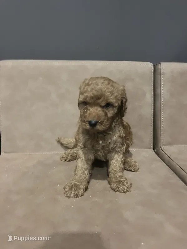 Johnny walker – Miniature Goldendoodle puppy for sale in Atlanta, GA