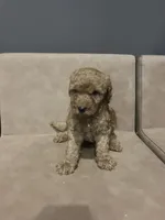 Johnny walker, a male Miniature Goldendoodle for sale in Atlanta, GA – 1 of 3