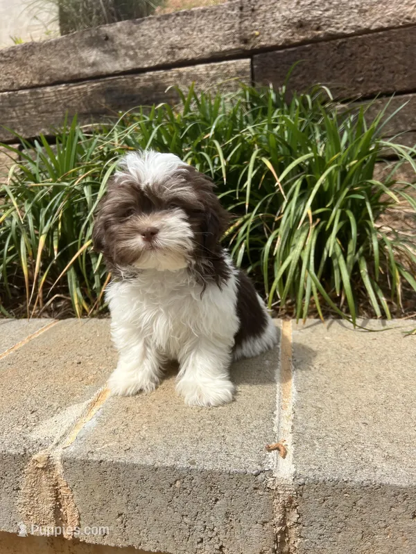 Bentley – Maltipoo puppy for sale in Atlanta, GA