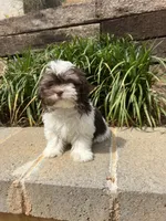 Bentley, a male Maltipoo for sale in Atlanta, GA – Photo 1 of 4
