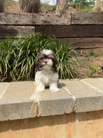 Bentley, a male Maltipoo for sale in Atlanta, GA – Photo 4 of 4