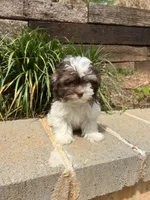 Bentley, a male Maltipoo for sale in Atlanta, GA – Photo 3 of 4