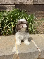 Bentley, a male Maltipoo for sale in Atlanta, GA – Photo 2 of 4