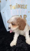 Brady, a male Cavapoo for sale in Atlanta, GA – 4 of 4
