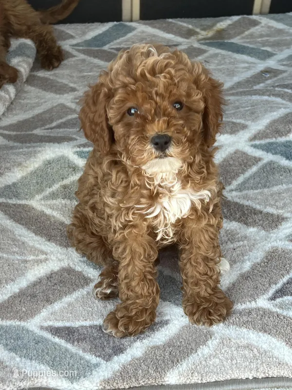 Mable – Miniature Goldendoodle puppy for sale in Atlanta, GA