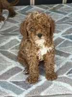 Mable, a female Miniature Goldendoodle for sale in Atlanta, GA – Photo 1 of 2