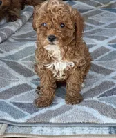 Mable, a female Miniature Goldendoodle for sale in Atlanta, GA – Photo 2 of 2