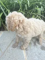 Pearl , a female Miniature Goldendoodle for sale in Atlanta, GA – 4 of 8