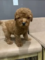 Riley , a male Miniature Goldendoodle for sale in Atlanta, GA – 2 of 7