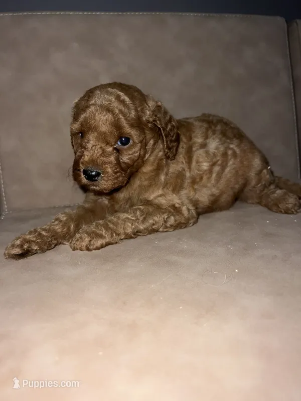 Maple, a female Miniature Goldendoodle for sale in Atlanta, GA – 1 of 4