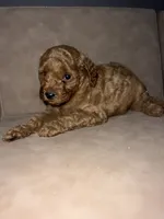 Maple, a female Miniature Goldendoodle for sale in Atlanta, GA – 1 of 4