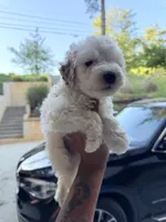 Snoh, a male Miniature Goldendoodle for sale in Atlanta, GA – 3 of 5