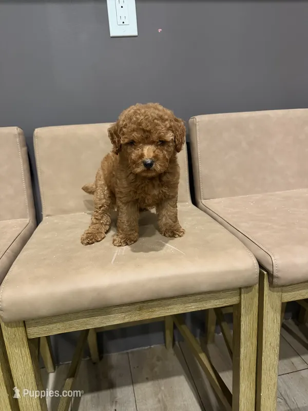 Maple – Miniature Goldendoodle puppy for sale in Atlanta, GA
