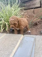 Rose , a female Miniature Goldendoodle for sale in Atlanta, GA – 5 of 9