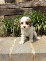 Bow, a female Cavapoo for sale in Atlanta, GA – Photo 2 of 3