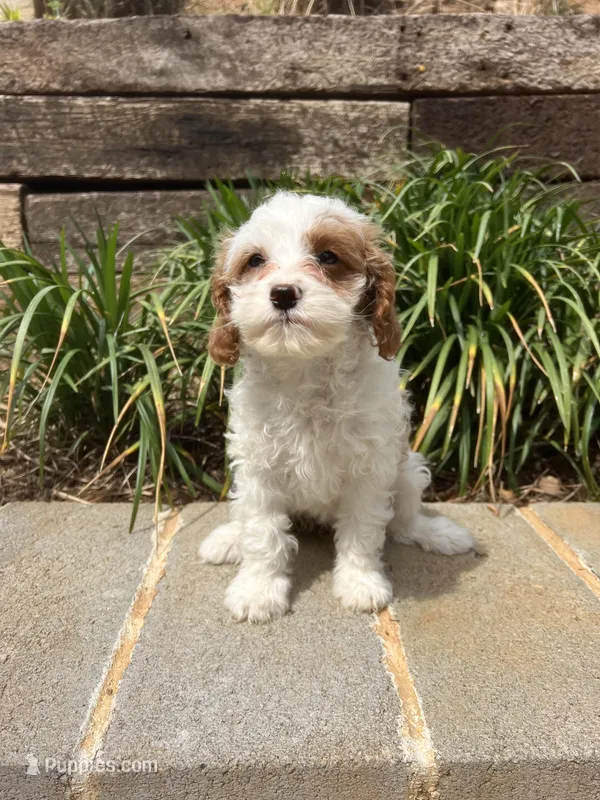 Bow – Cavapoo puppy for sale in Atlanta, GA