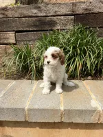 Bow, a female Cavapoo for sale in Atlanta, GA – Photo 3 of 3