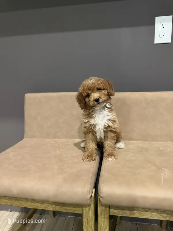 River – Miniature Goldendoodle puppy for sale in Atlanta, GA