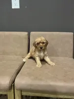 Teddy, a male Miniature Goldendoodle for sale in Atlanta, GA – 2 of 4