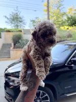 Anchor , a male Miniature Goldendoodle for sale in Atlanta, GA – 2 of 6