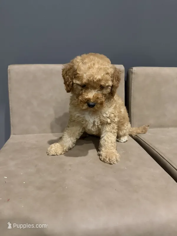 Teddy – Miniature Goldendoodle puppy for sale in Atlanta, GA