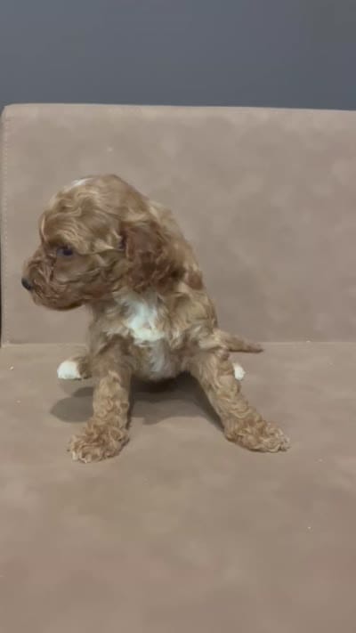 River, a female Miniature Goldendoodle for sale in Atlanta, GA – 3 of 3