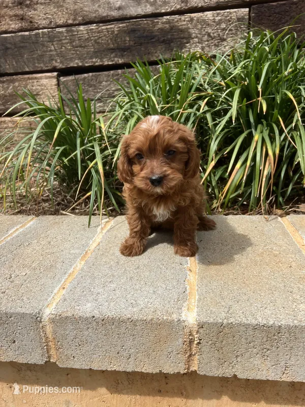 Ruby – Cavapoo puppy for sale in Atlanta, GA