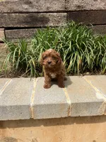 Ruby, a female Cavapoo for sale in Atlanta, GA – Photo 2 of 2