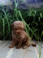 Clover , a male Miniature Goldendoodle for sale in Atlanta, GA – 1 of 9