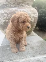 Oakley , a male Miniature Goldendoodle for sale in Atlanta, GA – 5 of 6