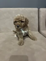 Sadie, a female Miniature Goldendoodle for sale in Atlanta, GA – 2 of 5