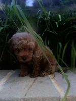 Clover , a male Miniature Goldendoodle for sale in Atlanta, GA – 9 of 9