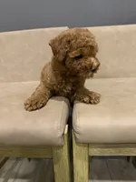 Riley , a male Miniature Goldendoodle for sale in Atlanta, GA – 3 of 7