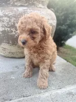Oakley , a male Miniature Goldendoodle for sale in Atlanta, GA – 2 of 6
