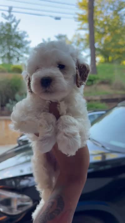 Snoh, a male Miniature Goldendoodle for sale in Atlanta, GA – 5 of 5