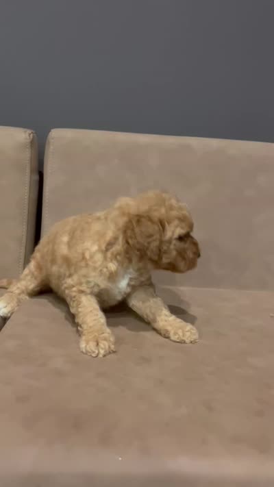 Teddy, a male Miniature Goldendoodle for sale in Atlanta, GA – 4 of 4