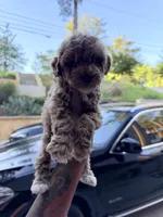 Anchor , a male Miniature Goldendoodle for sale in Atlanta, GA – 1 of 6