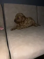 Maple, a female Miniature Goldendoodle for sale in Atlanta, GA – 3 of 4