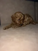 Maple, a female Miniature Goldendoodle for sale in Atlanta, GA – 4 of 4